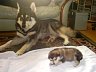Pups 21.jpg